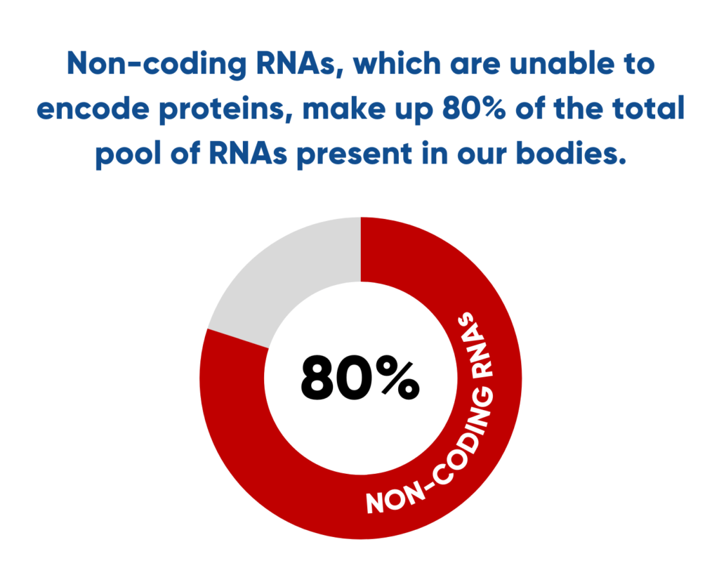 Non-coding RNAs, which are unable to encode proteins, make up 80% of the total pool of RNAs present in our bodies.